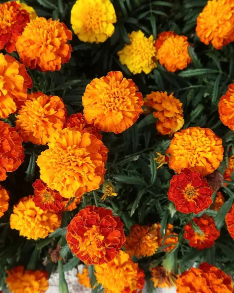 Fleurs