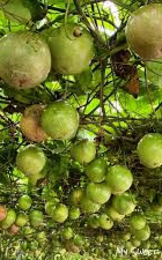 Photo of product Fruit de la passion Bouture
