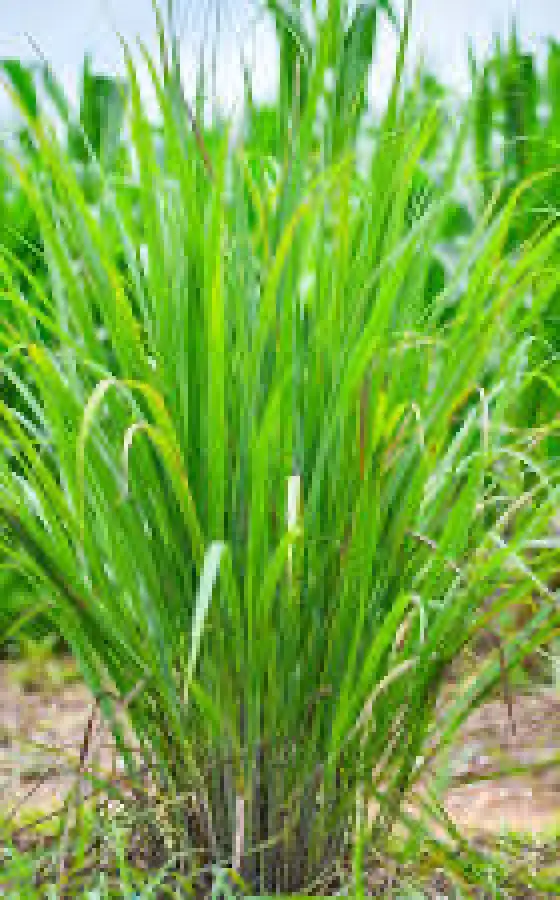 Photo of product Citronelle Bouture