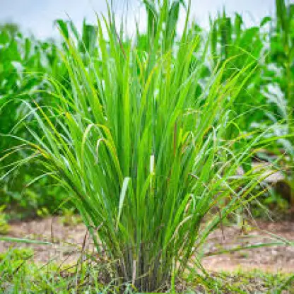 Photo of product Citronelle Bouture
