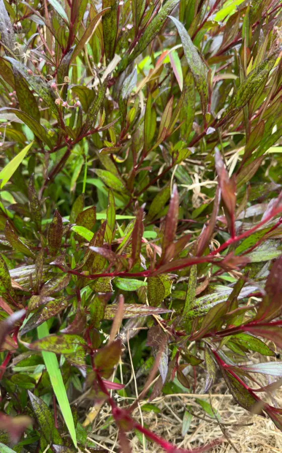 Photo of product Ayapana