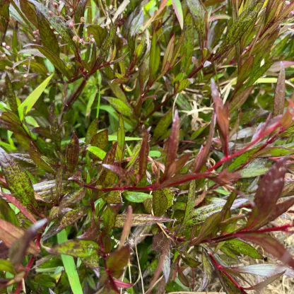 Photo of product Ayapana