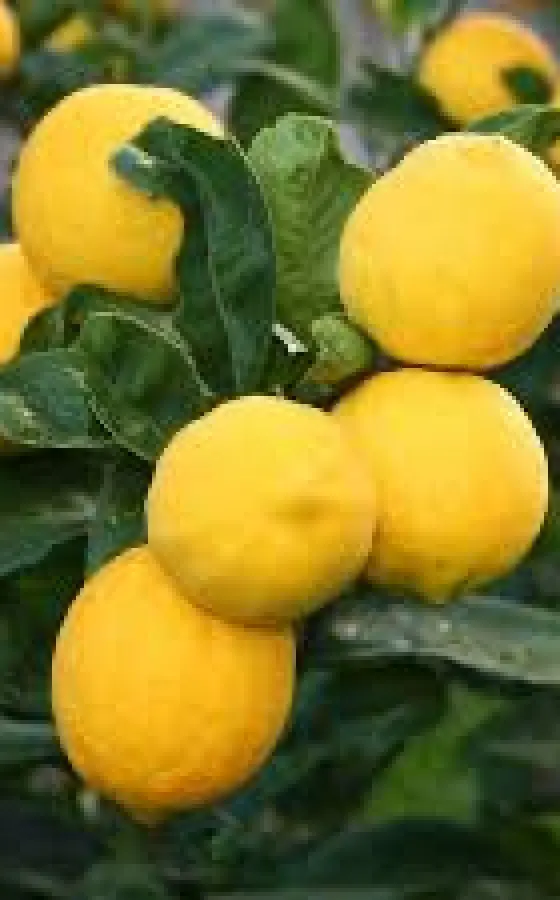 Photo of product Limon Meyer Bouture