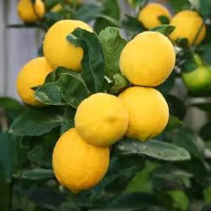 Photo of product Limon Meyer Bouture
