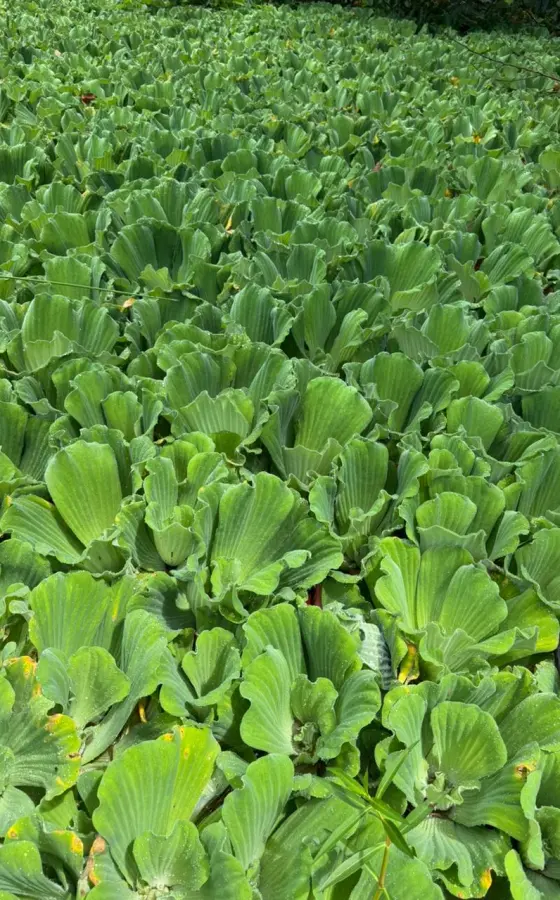 Photo of product Laitue d'eau (Sac de 30L) - Utilisé comme base pour le compost