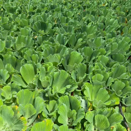 Photo of product Laitue d'eau (Sac de 30L) - Utilisé comme base pour le compost