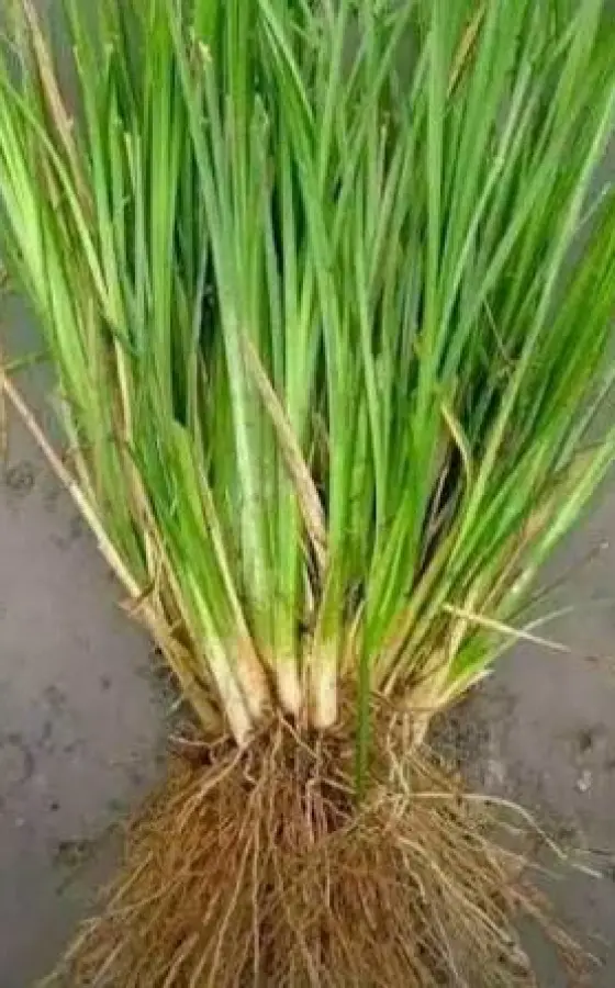 Photo of product Vetiver