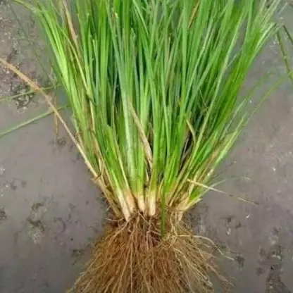 Photo of product Vetiver