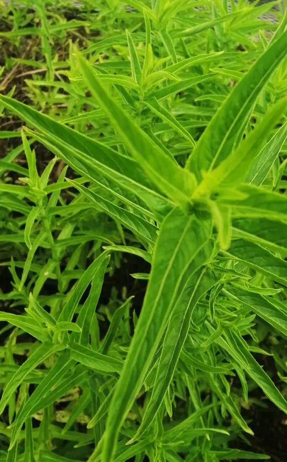 Photo of product Menthe marocaine