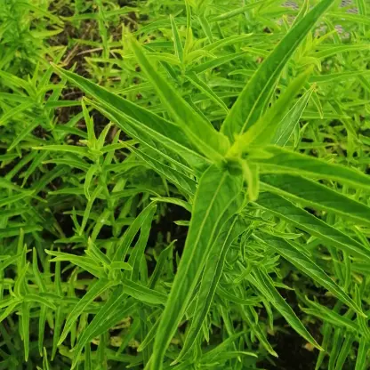 Photo of product Menthe marocaine