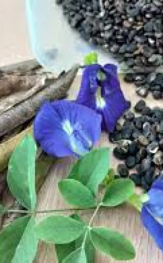Photo of product Graines Blue Tea