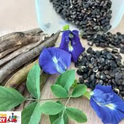 Photo of product Graines Blue Tea