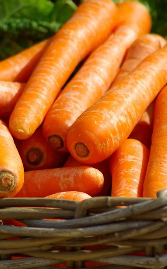 Photo of product Carottes