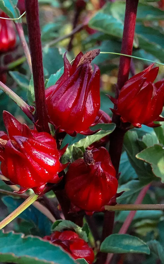 Photo of product Roselle