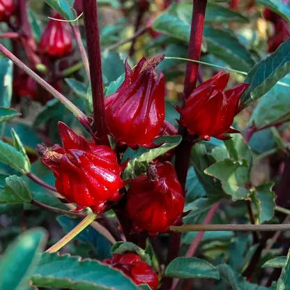 Photo of product Roselle