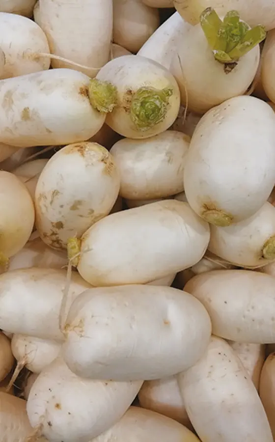 Photo of product Radis Blanc
