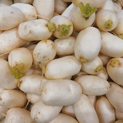 Photo of product Radis Blanc