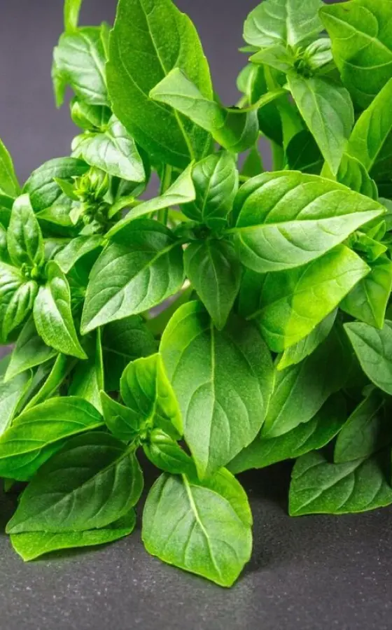 Photo of product Basilic