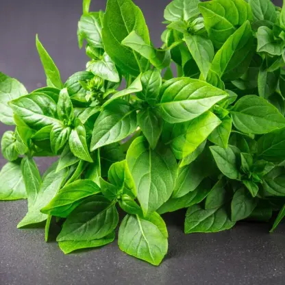 Photo of product Basilic