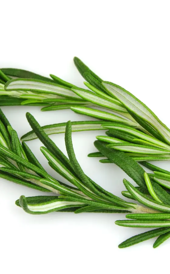 Photo of product Romarin